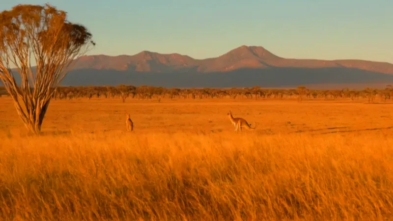 Un canguro rojo domina la inmensidad australiana