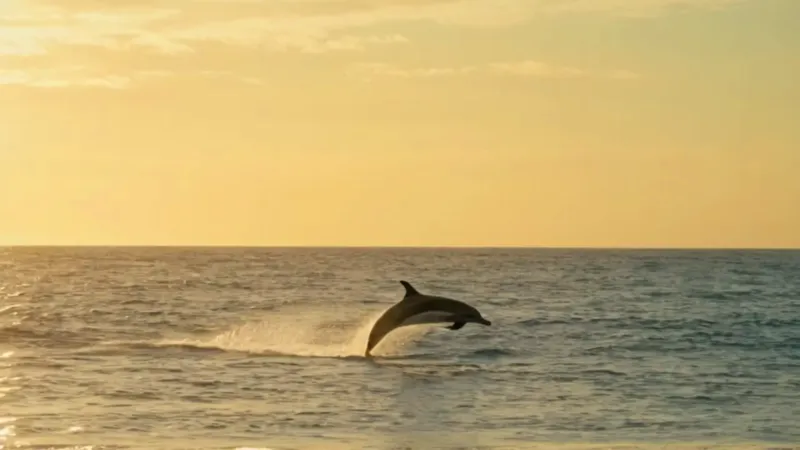 Delfines dorados saltan frente a un barco