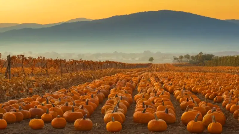 Atardecer solitario en un campo de calabazas