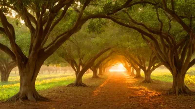 Atardecer dorado en el huerto de mangos