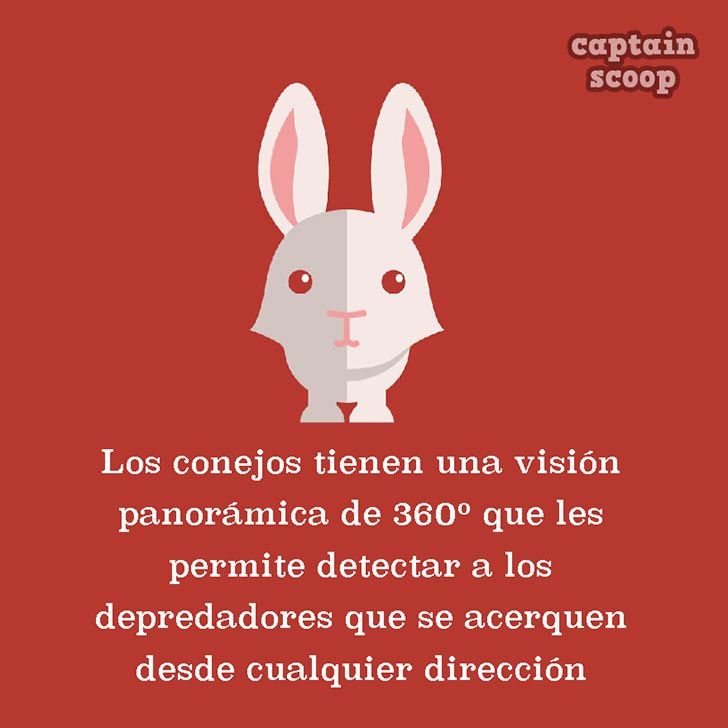 animal el conejo secretos y datos que no conocias