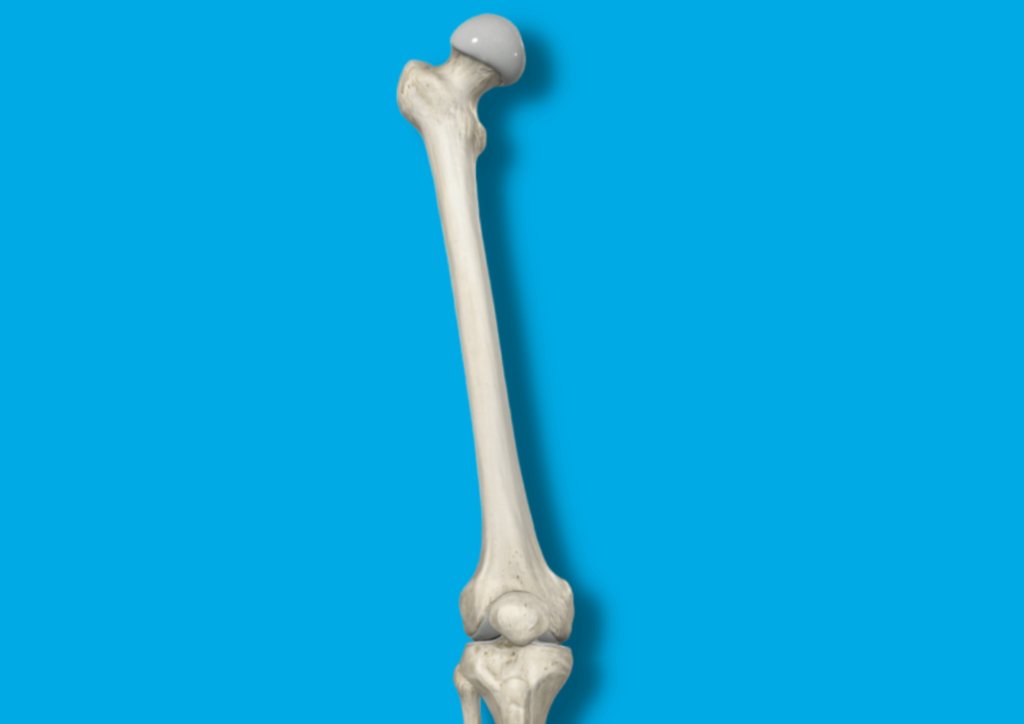 cual es el hueso mas largo y grande del cuerpo humano