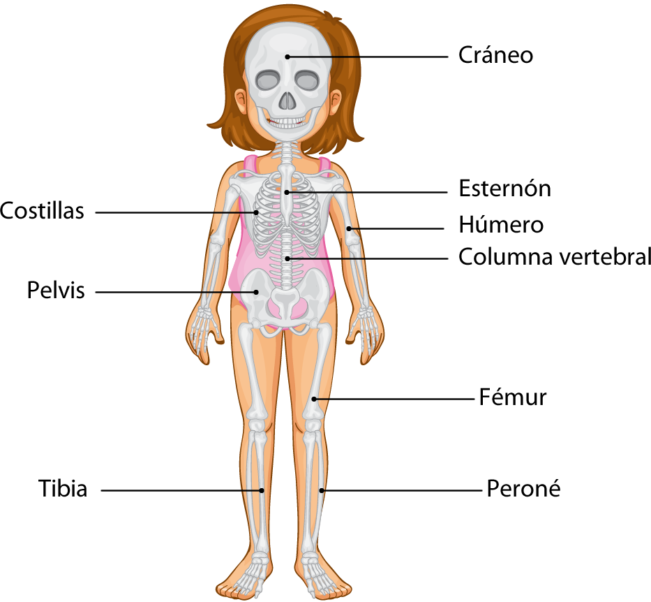 cual es el hueso mas pequeno del cuerpo descubrelo aqui