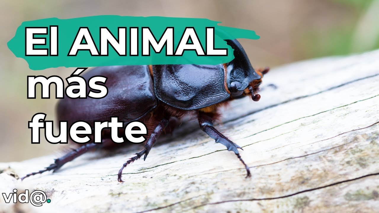 cual es el insecto mas fuerte del mundo te sorprendera