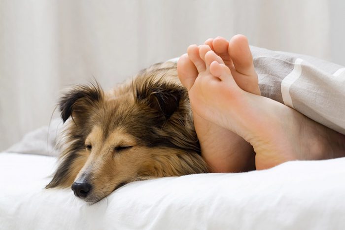 sonar con perros cachorros significado y nuevos comienzos
