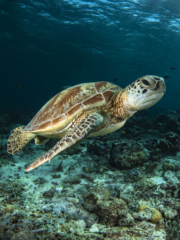 sonar con tortugas significado augurios y secretos
