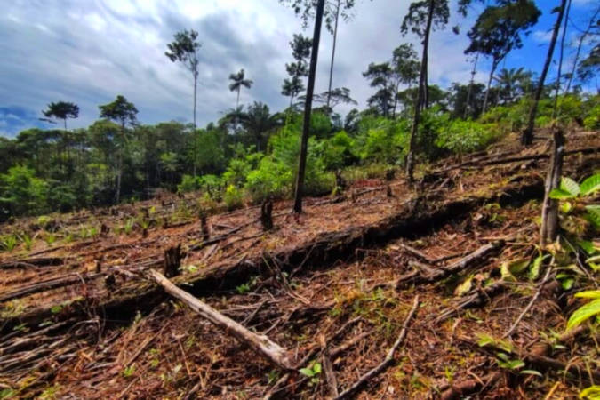 deforestacion en la amazonia colombiana disminuye un 25 en 2025