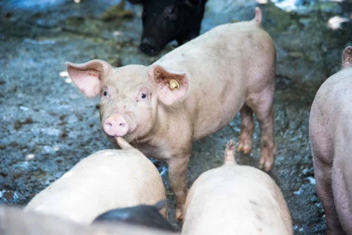 Incendio en granja de Bélgica con cerdos.