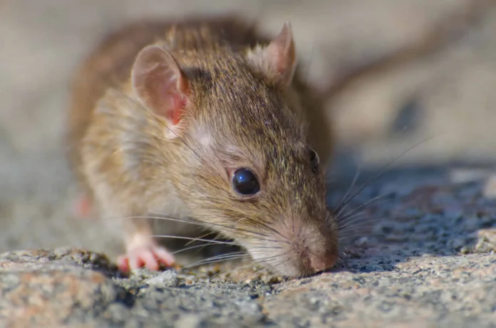 Aumento de casos de leptospirosis en 2026