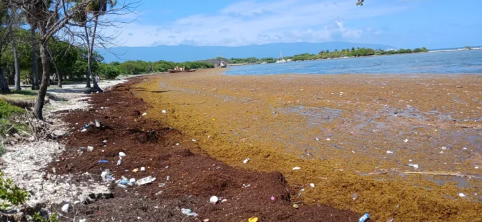 Crisis por sargazo en playa Casita Blanca