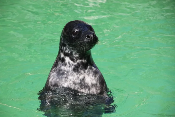 Turista arrestado por atacar a foca monje.