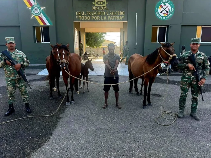 Ejército recupera animales robados en Dajabón