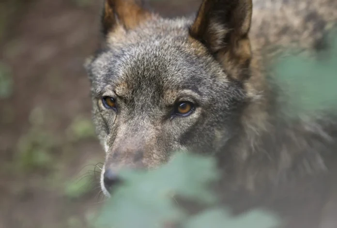 Mujer lucha contra lobo en Grecia.