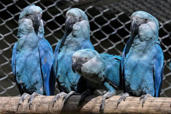 Rescate de guacamayos azules en Brasil