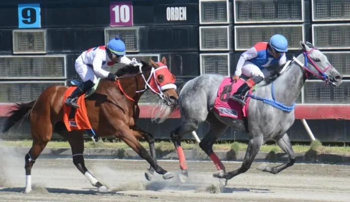 Pool de 6 paga RD$8,220 en hipódromo.