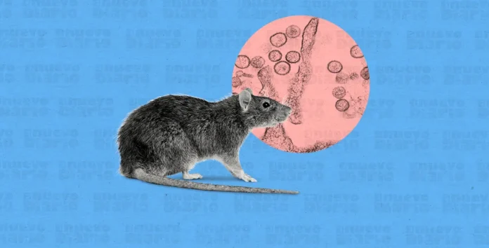 Franceses repatriados presentan síntomas de hantavirus