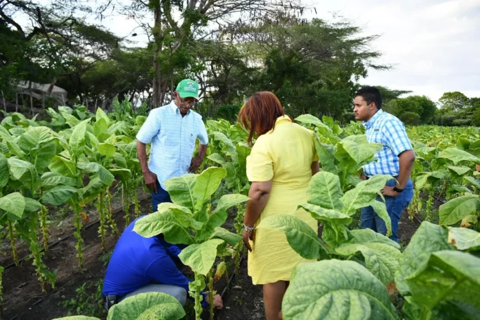 Riego por goteo en agricultura sanjuanina.
