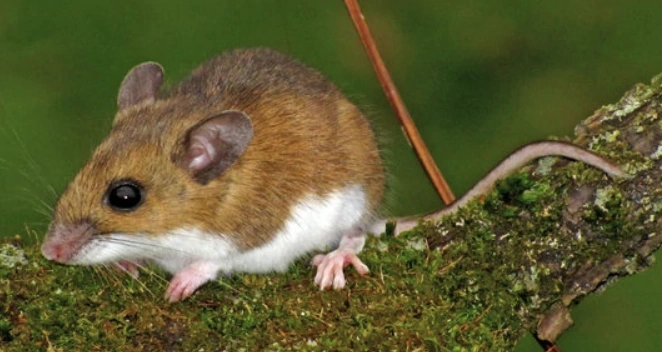 Ratones identificados como portadores de hantavirus.