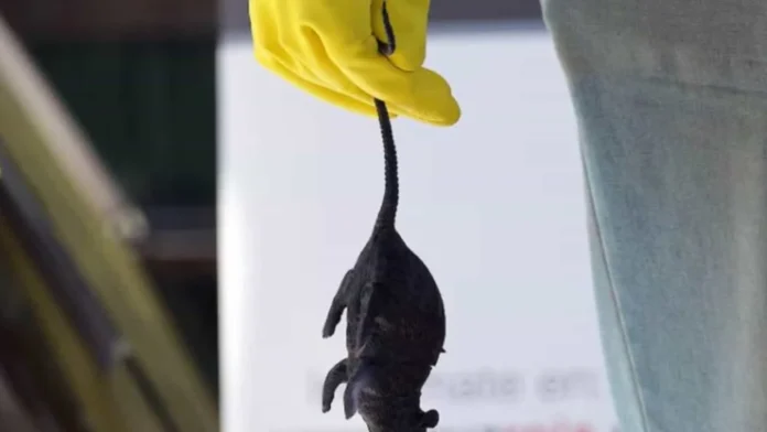 Casos de hantavirus en Chile 2023