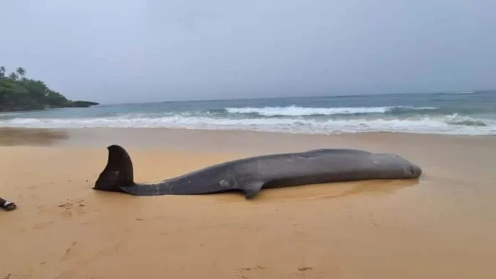 Ballena picuda muerta en playa Preciosa.