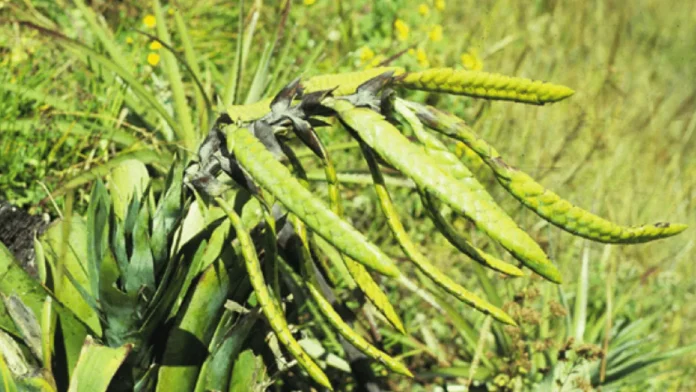 Nuevas bromelias Tillandsia en los Andes.