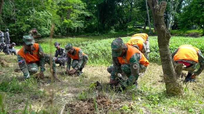 Fuerzas Armadas reforestan 100 mil árboles.