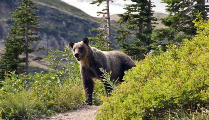 Excursionista fallece tras ataque de oso.