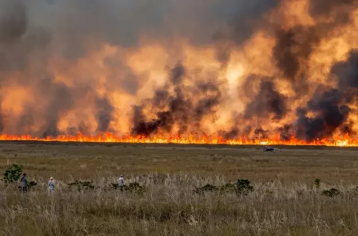 Incendio forestal en Miami genera alarma.