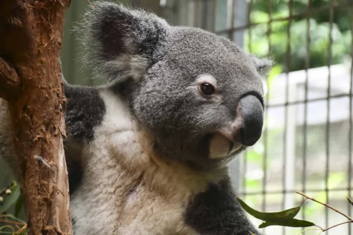 Koalas bebiendo agua en Australia.