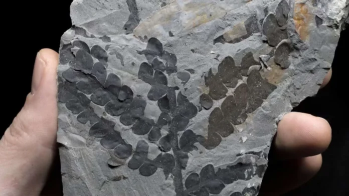 Plantas duplican genoma para sobrevivir asteroide.
