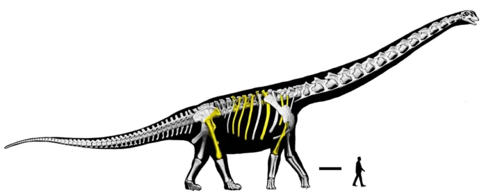 Último titán: gigantesco dinosaurio descubierto en Tailandia.