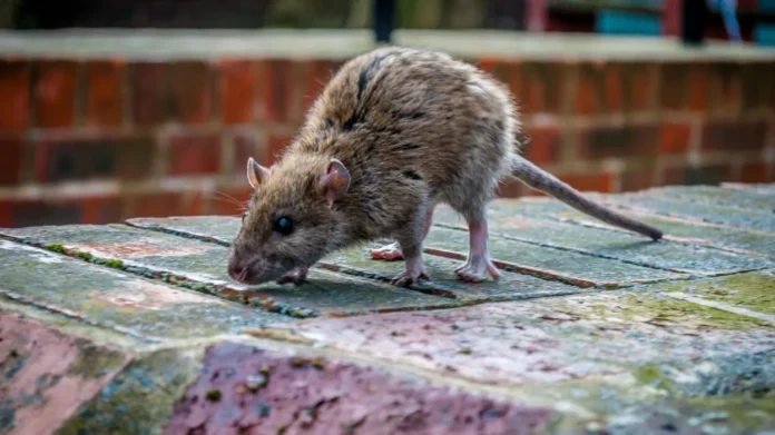 Ratones específicos transmiten hantavirus a humanos.