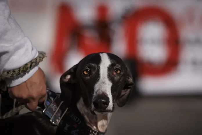 Rescate de perros en Croacia