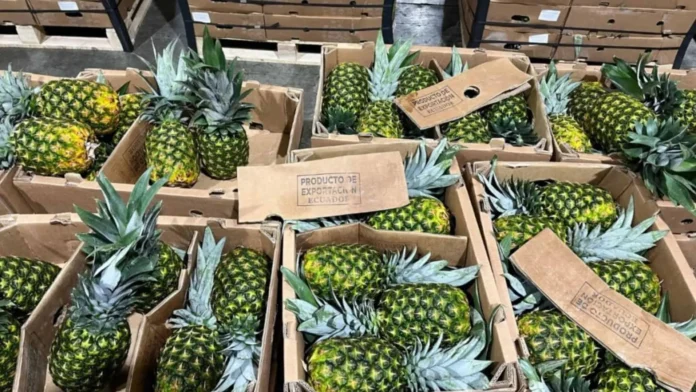 Decomiso de droga en contenedor ecuatoriano.