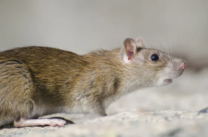Brote de hantavirus en crucero MV Hondius