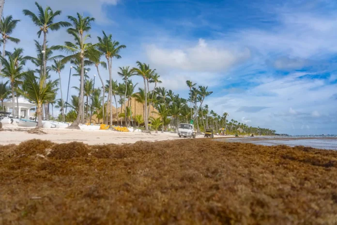 Sargazo en niveles récord en el Caribe.