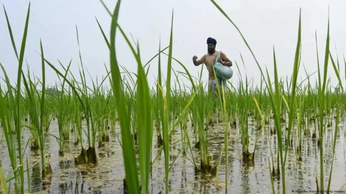 Gobierno dominicano aumenta subsidio a fertilizantes.