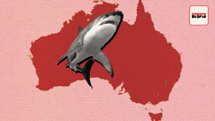 Hombre fallece por ataque de tiburón en Australia