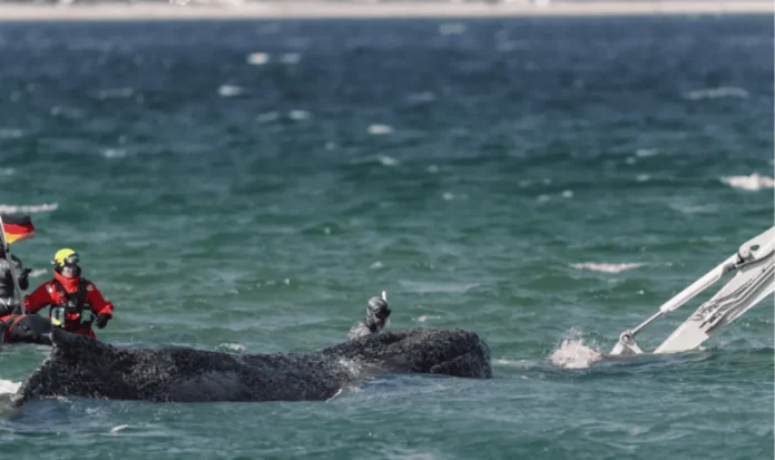 Ballena jorobada Timmy encontrada muerta en Anholt.