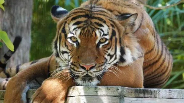 Policía alemana abatió tigre en Leipzig.