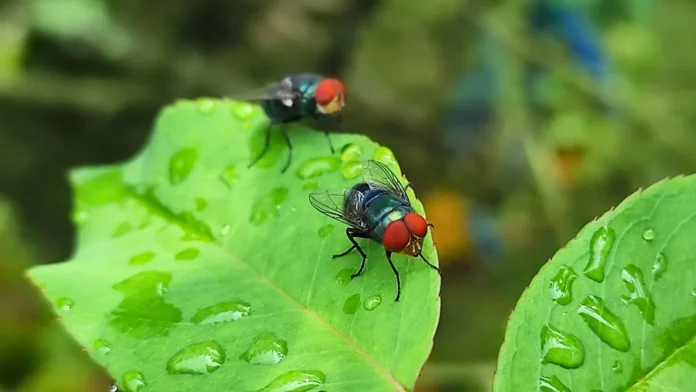 Mosca barrenadora del ganado en Texas.