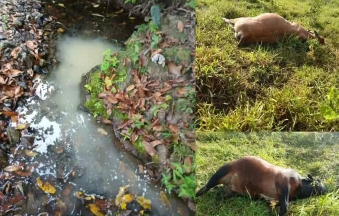 Contaminación de ríos en El Seibo.