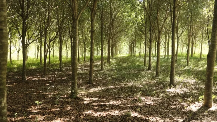Camipe propone remediación ambiental en minería