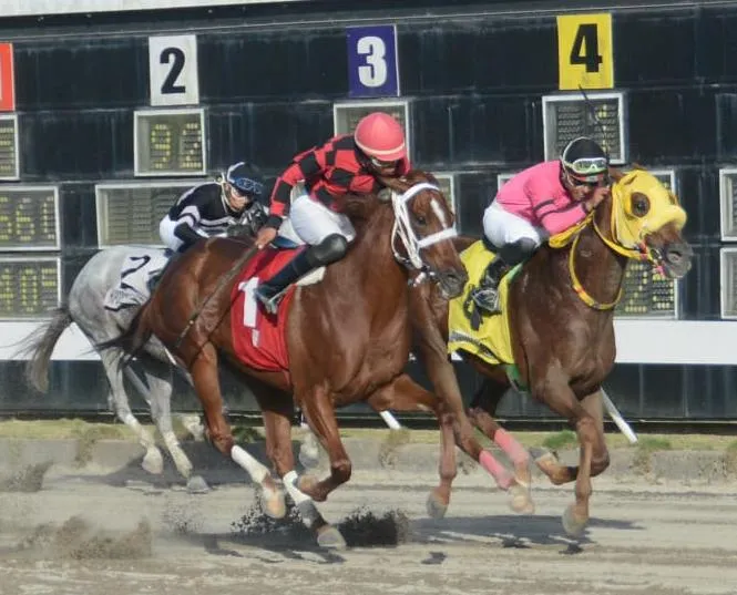 Pool de 6 paga en Hipódromo Quinto Centenario