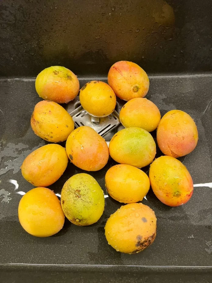 Mangos banilejos evocando recuerdos de madre