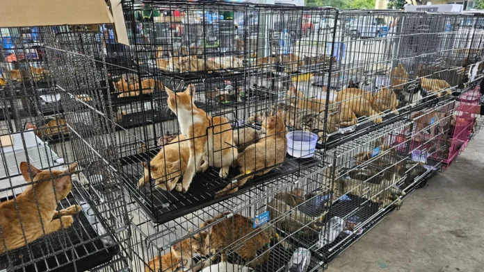 Rescate de 400 gatos en Vietnam.