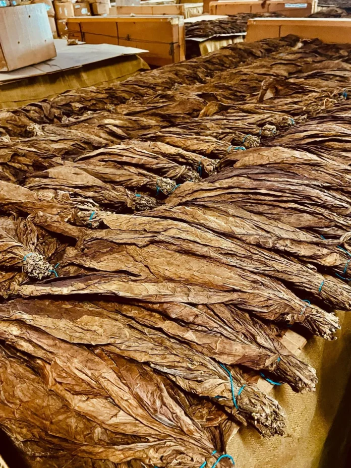 Exportaciones de tabaco en República Dominicana.