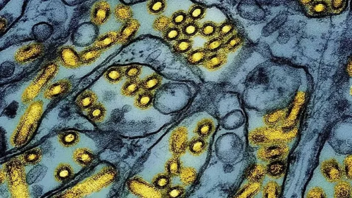 Primer caso de gripe aviar H5 en Australia