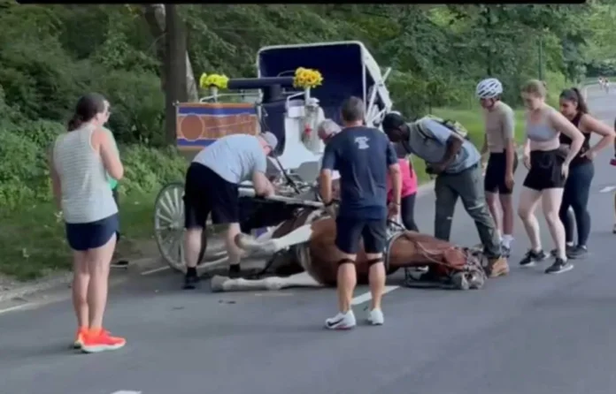 Suspensión de paseos en carruajes de caballos.