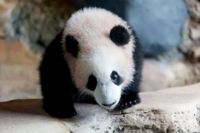 Panda gigante recién nacido en zoológico.